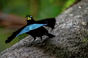 Calling Prints: Vogelkop superb bird of paradise (Lophorina superba) male