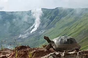 At Home in the Wild Collection: Volcan Alcedo giant tortoises (Chelonoidis nigra vandenburghi) among steaming fumaroles