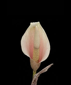 Monocotyledon Collection: Voodoo lily (Amorphophallus bulbifer). Native to Asia