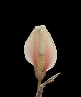 Araceae Gallery: Voodoo lily (Amorphophallus bulbifer). Native to Asia