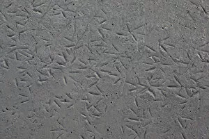 Wader footprints in mudflats, Morecambe Bay, Cumbria, England, UK, February