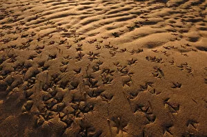 Absence Gallery: Wader footprints in sand, Aberlady Bay, Firth of Forth, Scotland, UK, December