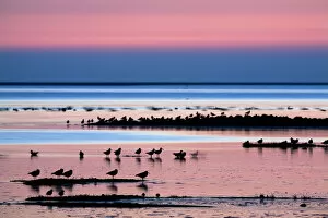 Images Dated 20th April 2009: Waders on sea shore at sunset, Hallig Hooge, Germany, April 2009 WWE BOOK