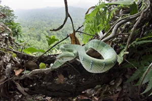 Malaysia Prints: Waglers pit viper (Tropidolaemus wagleri) basking in mist-shrouded forest under storey