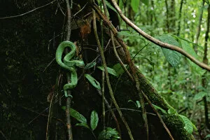 Images Dated 31st July 2008: Waglers / Temple pit viper (Tropidolaemus wagleri) in lowland rainforest, Gunung