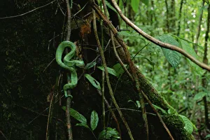 Green Colour Prints: Waglers / Temple pit viper (Tropidolaemus wagleri) in lowland rainforest, Gunung