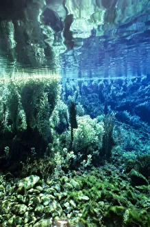 Springs Prints: Waikoropupu Springs, Golden Bay, South Island, New Zealand