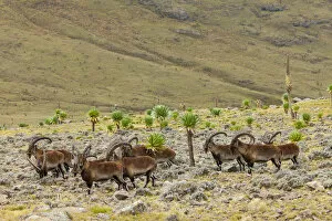Walia ibex (Capra walie) herd, Simien Mountains National Park, Ethiopia
