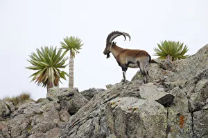 Campanulaceae Prints: Walia ibex (Capra walie) male with Giant lobelia (Lobelia rhynchopetalum) at around 4