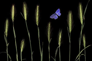 Images Dated 11th February 2010: Wall barley (Hordeum murinum) and an Eschers blue butterfly (Polyommatus escheri)