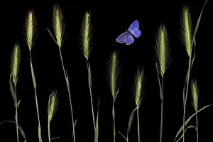 Butterflies Prints: Wall barley (Hordeum murinum) and an Eschers blue butterfly (Polyommatus escheri)