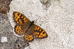 Fourfooted Butterfly Prints: Wall brown butterfly {Lasiommata megera} basking on lichen covered stone wall