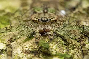 Hairy Prints: Wall crab spider (Selenops sp.) male