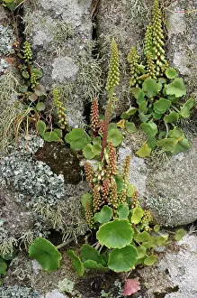 Saxifragales Prints: Wall pennywort (Umbilicus rupestris) growing in cracks of lichen encrusted stone wall