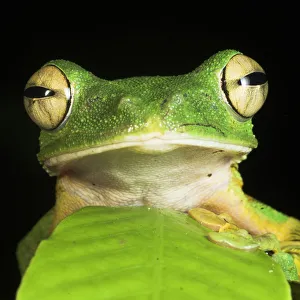 Malaysia Prints: Wallaces gliding frog (Rhacophorus nigropalmatus) with head peering out from behind leaf