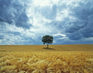 Agriculture Gallery: Walnut (Juglans regia) in field of ripe barley before a storm, Ribemont, Picardy, France