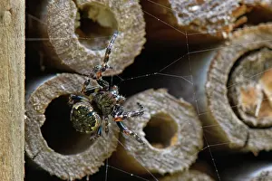 Insect House Prints: Walnut orb-weaver spider (Nuctenea umbratica) female