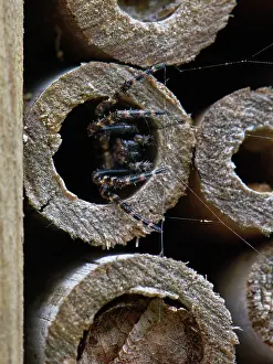 Insect House Prints: Walnut orb-weaver spider (Nuctenea umbratica) female