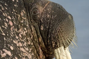 Images Dated 30th June 2008: Walrus (Obdobenus rosmarus) close-up of head, Prins Karls Forland, Svalbard, Norway