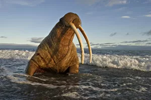 Walrus (Odobenus rosmarus) on coast of Wrangel Island, Far Eastern Russia, September