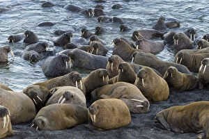 Walrus (Odobenus rosmarus) colony resting, Vaygach Island, Arctic, Russia, July