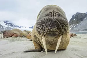 Walrus (Odobenus rosmarus) amongst group hauled out on shore. Spitsbergen, Svalbard, Norway. July