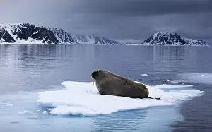 Walrus (Odobenus rosmarus) lying on ice, Spitsbergen, Svalbard, Norway, June 2009