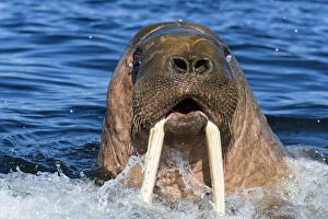 2018 September Highlights Collection: Walrus (Odobenus rosmarus) male in water, Vaygach Island, Arctic, Russia, July
