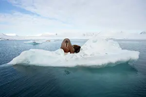 Arctic Prints: Walrus (Odobenus rosmarus) resting on sea ice, Svalbard, Norway. April