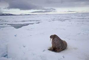 Walrus (Odobenus rosmarus) on sea ice, Svalbard, Norway, August 2009