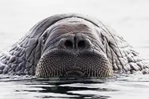 Arctic Prints: Walrus (Odobenus rosmarus) in shallow water, head portrait, Svalbard, Norway. June
