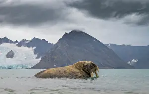 Arctic Prints: Walrus (Odobenus rosmarus) wallowing in shallow water with mountains in the background