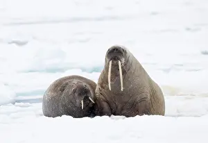 Side By Side Prints: Two Walruses (Odobenus rosmarus) resting on sea ice, Svalbard, Norway. April