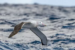 Albatross Gallery: Wandering albatross (Diomedea exulans) flying on the open ocean, Drake passage, Antarctic