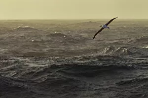 November 2022 Highlights Gallery: Wandering albatross (Diomedea exulans) in flight over the ocean, Drake Passage, Southern Ocean