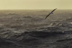 Negative Space Prints: Wandering albatross (Diomedea exulans) in flight over the ocean