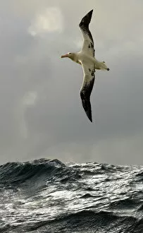 Nature Collection: Wandering albatross {Diomedea exulans} flying over open ocean, South Atlantic