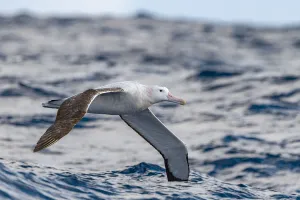 Wandering albatross (Diomedea exulans) flying on the open ocean, Drake passage, Antarctic