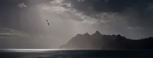 Surface Prints: Wandering Albatross (Diomedea exulans) flying over the rugged coast near Stromness