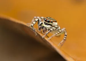 Wandering jumping spider (Cytea severa), adult male, Cairns, Queensland, Australia, June