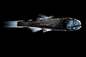 Deep Sea Prints: Warming's lanternfish (Ceratoscopelus warmingii) portrait