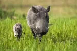 Warthog (Phacochoerus aethiopicus) female with piglets, Okavango Delta, Botswana Warthog (Phacochoerus aethiopicus) female with piglets, Okavango Delta, Botswana