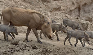 Pigs Gallery: Warthog (Phacochoerus aethiopicus) with young, Samburu Game Reserve, Kenya