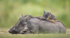 Pigs Gallery: Warthog (Phacochoerus africanus) mother with baby on back sleeping, Masai Mara, Kenya