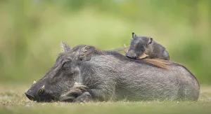 Warthog (Phacochoerus africanus) mother with baby on back sleeping, Masai Mara, Kenya