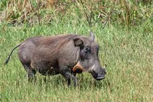Phacochoerus Prints: Warthog (Phacochoerus africanus) portrait, Uganda