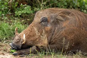 Lying Down Prints: Warthog (Phacochoerus africanus) resting, portrait, Uganda