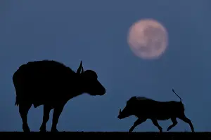 Silhouetted Prints: Warthog (Phacochoerus africanus) running towards an African buffalo (Syncerus caffer) silhouetted under a full moon