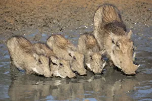 Four Prints: Warthogs (Phacochoerus aethiopicus) mother with babies drinking, Mkhuze game reserve
