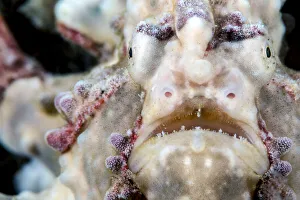 Alex Mustard 2021 Update Prints: Warty / Clown frogfish (Antennarius maculatus) male portrait, Anilao, Batangas, Luzon